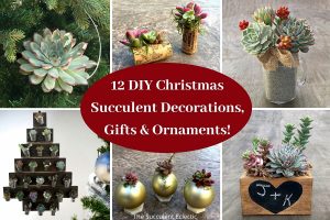 Read more about the article 12 DIY Christmas Succulent Decorations, Gifts & Ornaments!