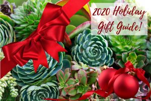 Read more about the article 2020 Succulent Gift Ideas for the Holidays!