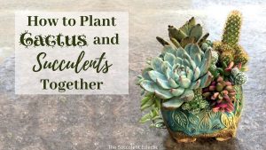 Read more about the article How to Plant Cacti and Succulents Together!