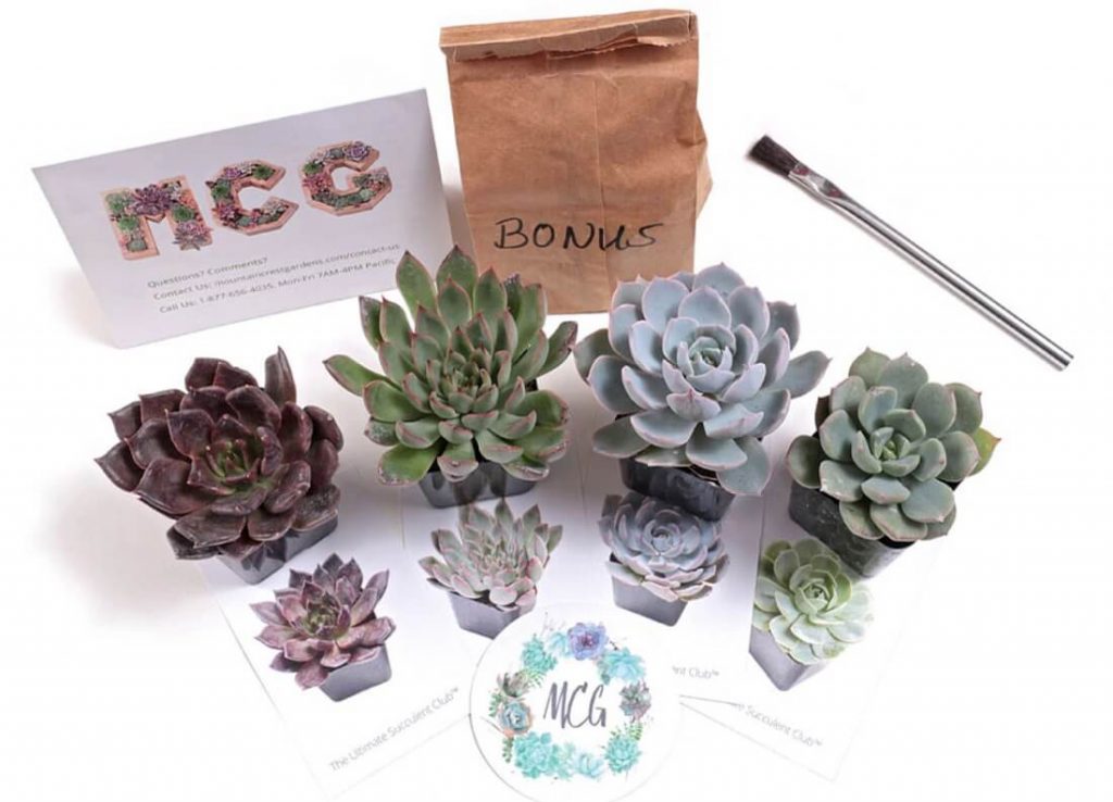 The Ultimate Succulent Club monthly subscription is a great succulent gift idea