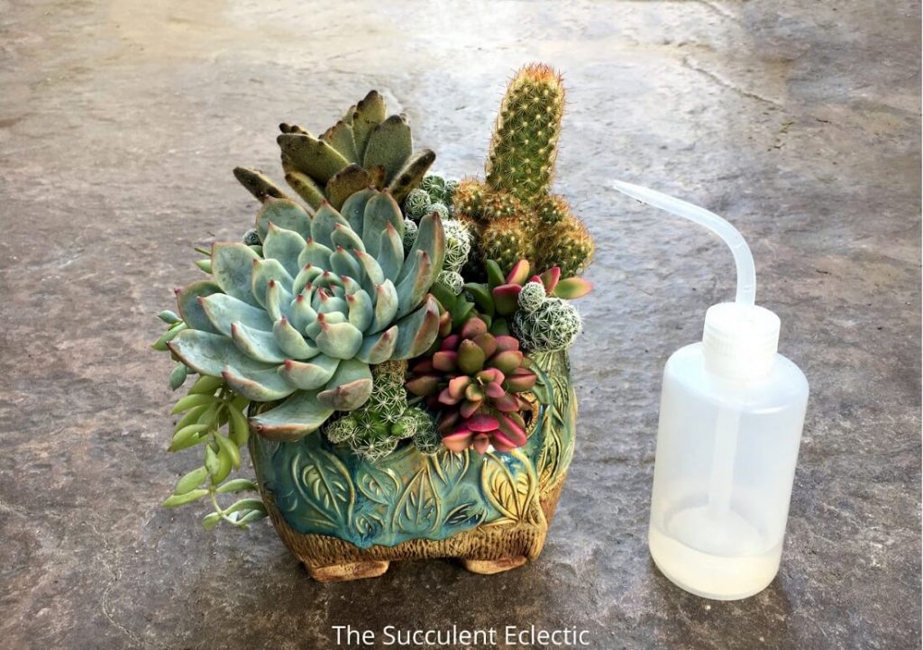 how to water cactus and succulent arrangements using a squeeze bottle
