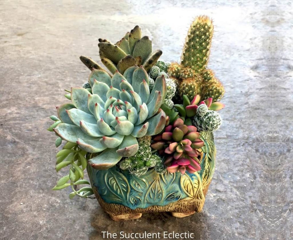 how to plant cacti and succulents together