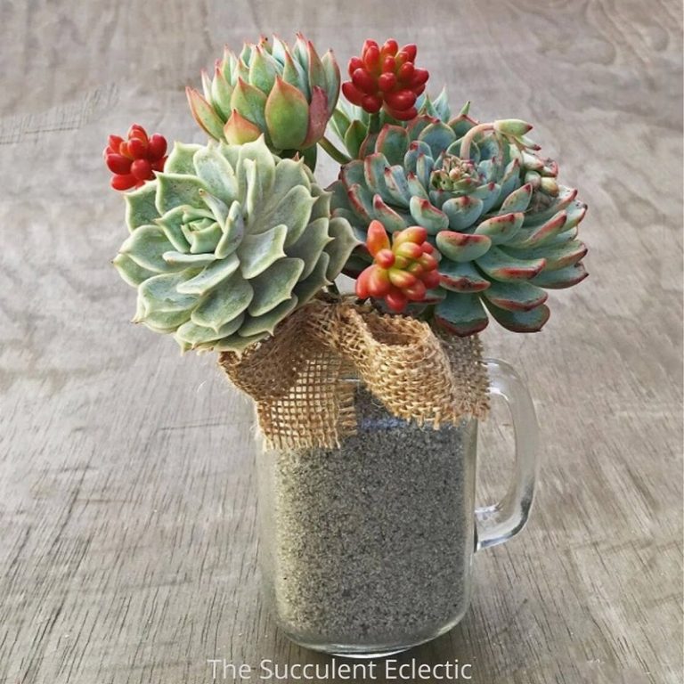 diy succulent bouquet in mason jar mugs - succulent gifts