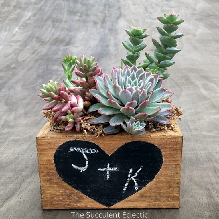 diy succulent planter with chalkboard heart - succulent gifts