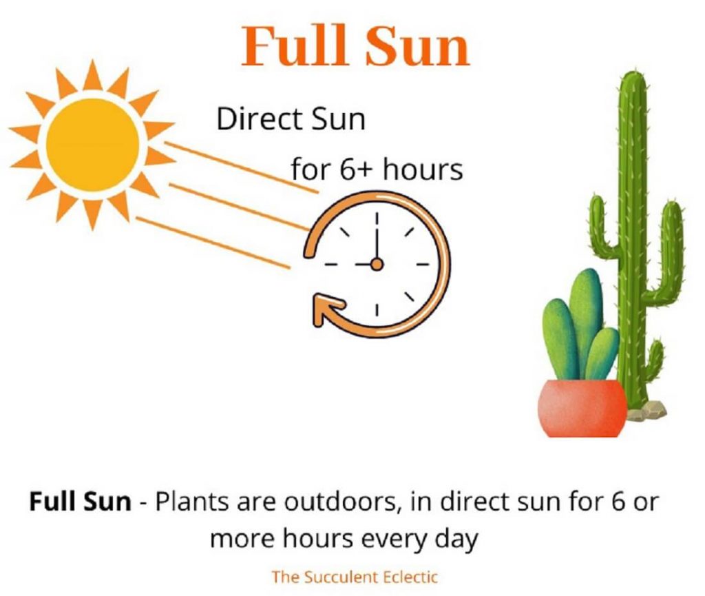 Direct Sun, Full Sun, Indirect Sunlight? Understanding Sun Exposure for