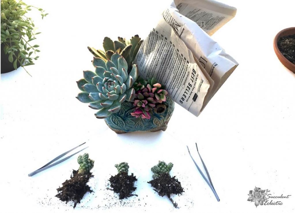 Surround the cactus with newspaper to complete the planting