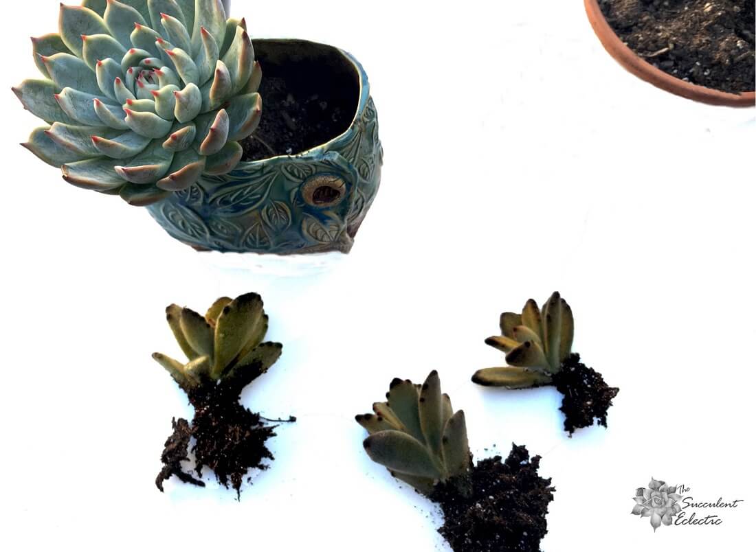 How to Plant Cacti and Succulents Together! The Succulent Eclectic