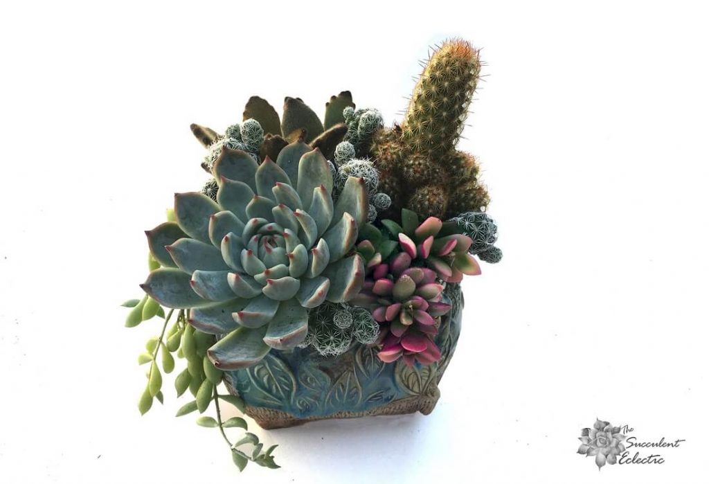 cacti and succulents arrangement