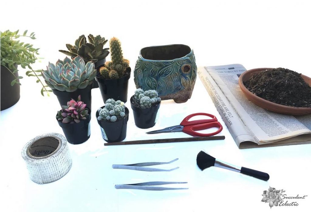 how to plant cacti and succulents together supplies