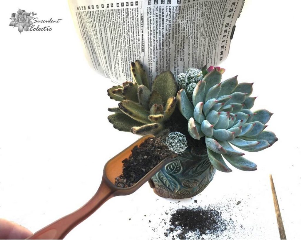 use a scoop to add soil to succulents and cactus arrangement
