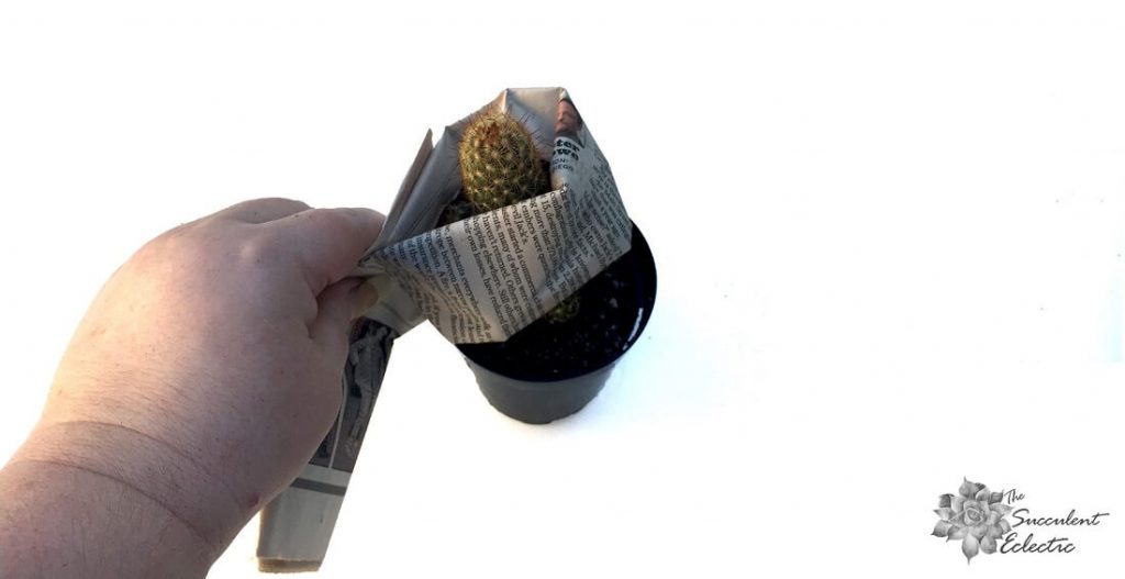 wrapping a cactus with newspaper for planting