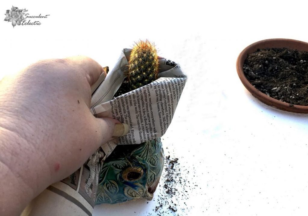 using newspaper to handle a cactus during planting