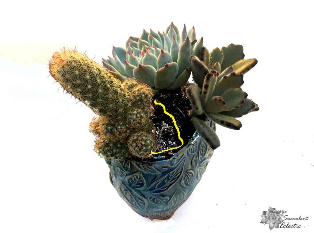 how to plant a cactus wth succulents by leaving the roots exposed above the soil line