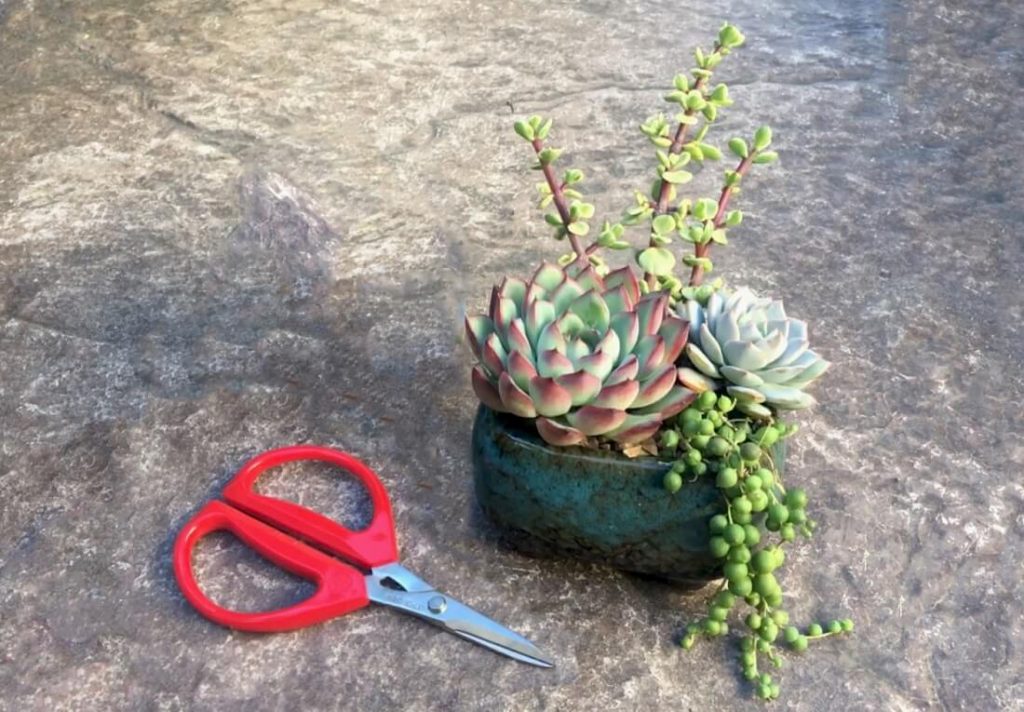 joyce chen scissors are excellent for succulents and a great gift for succulent lovers