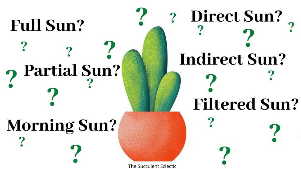 what do light terms like full sun and direct sun and indirect light mean