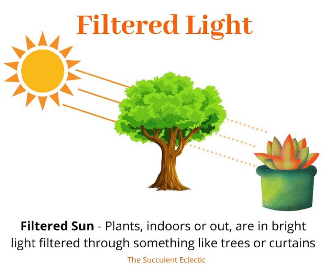 Direct Sun, Full Sun, Indirect Sunlight? Understanding Sun Exposure for