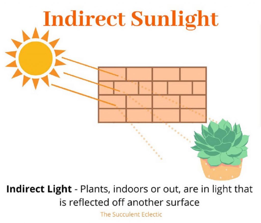 indirect sunlight