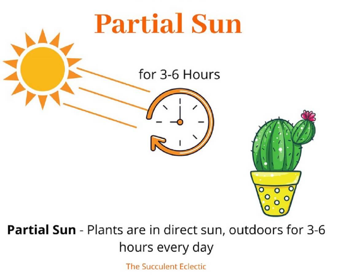Direct Sun, Full Sun, Indirect Sunlight? Understanding Sun Exposure for