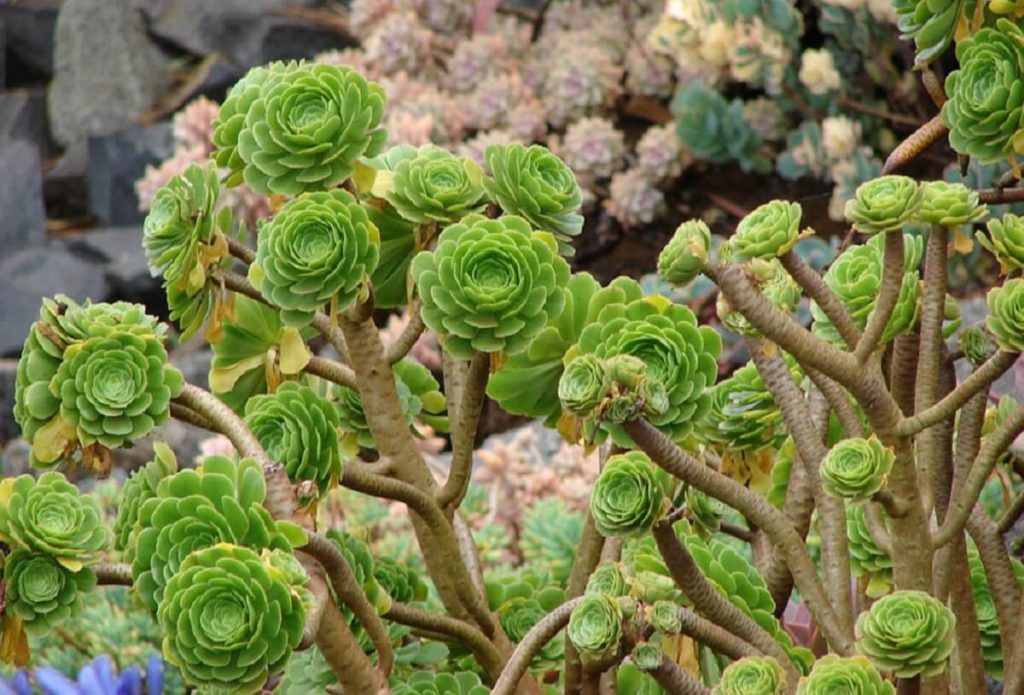 Aeonium Flower