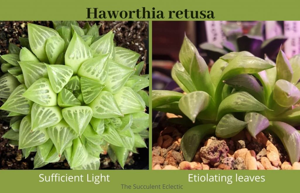 Haworthia retusa f geraldi, grown in sufficient light and stretching for more light  photo credit Mountain Crest Gardens and Khune Anne