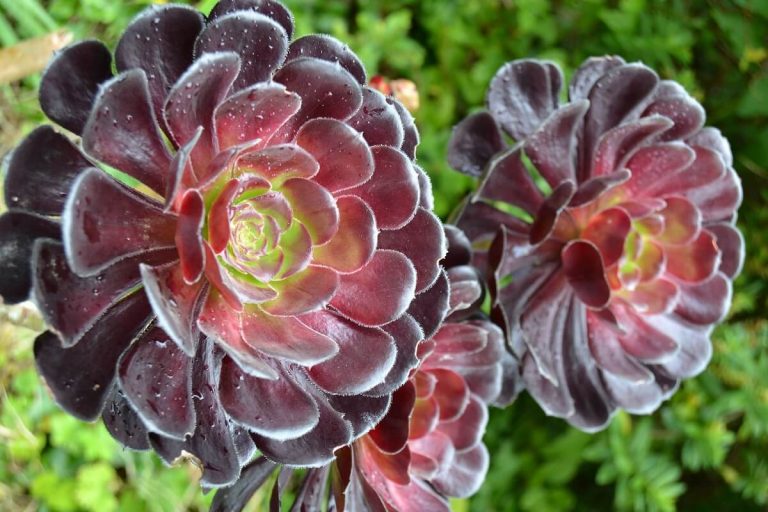 Species Spotlight ~ Aeonium Rosette Succulents! | The Succulent Eclectic
