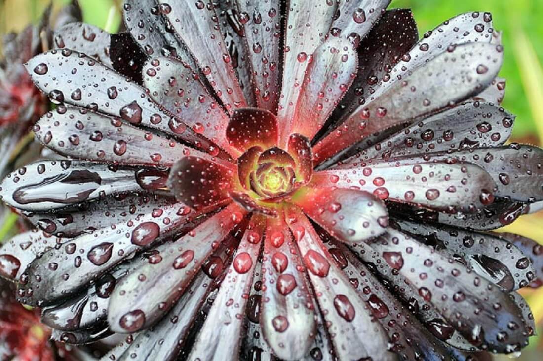 Microsoft visual data 8