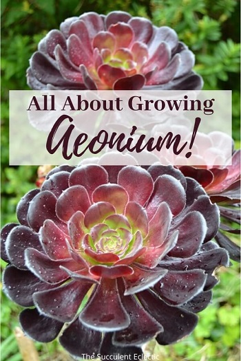 Species Spotlight ~ Aeonium Rosette Succulents! | The Succulent Eclectic