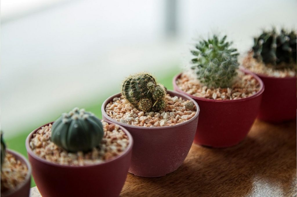 succulents and cacrti growing indoors on a windowsill