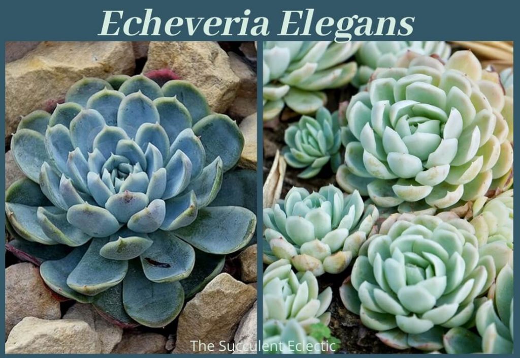 echeveria elegans changes color depending upon growing conditions