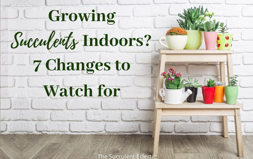 growing succulents indoors watch for these changes