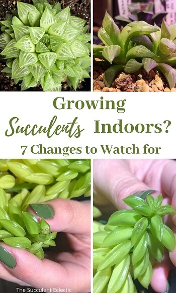 growing succulents indoors watch for these changes