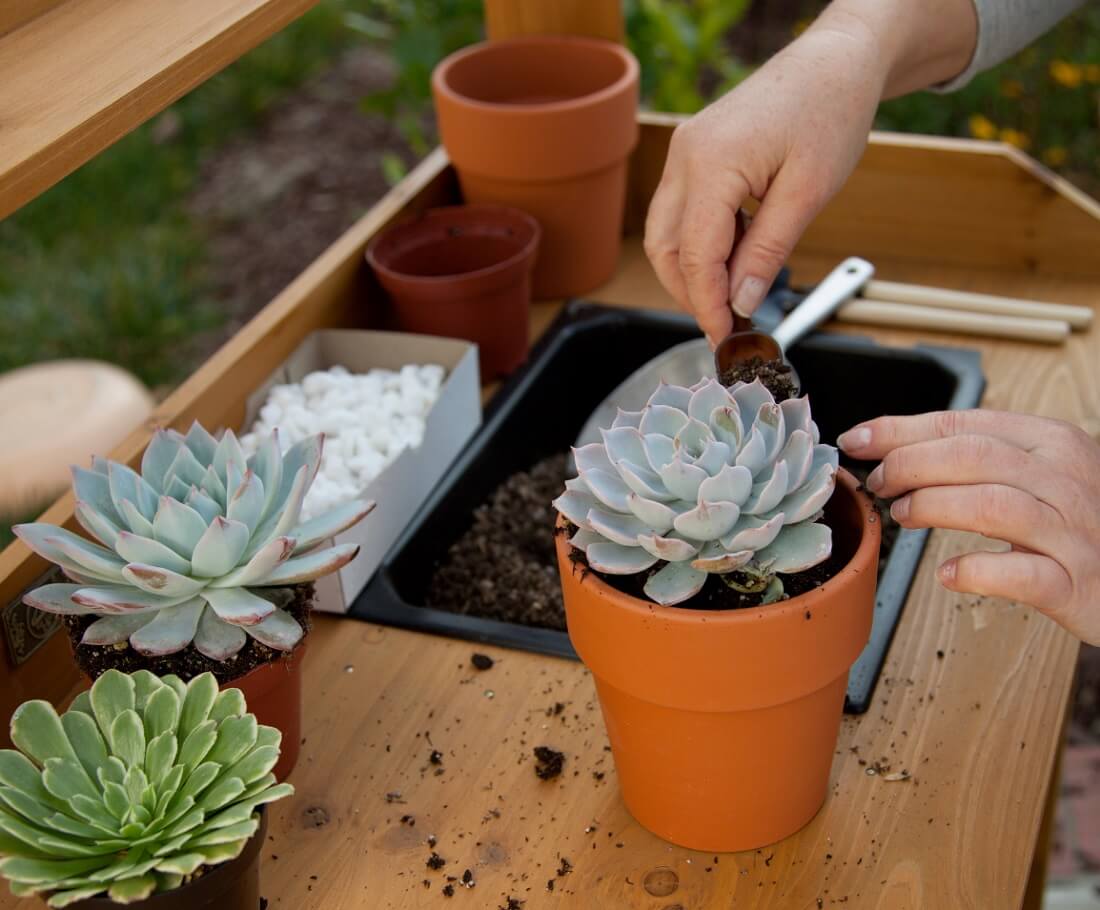 Succulent Fertilizer - Which, When and How Often | The Succulent Eclectic