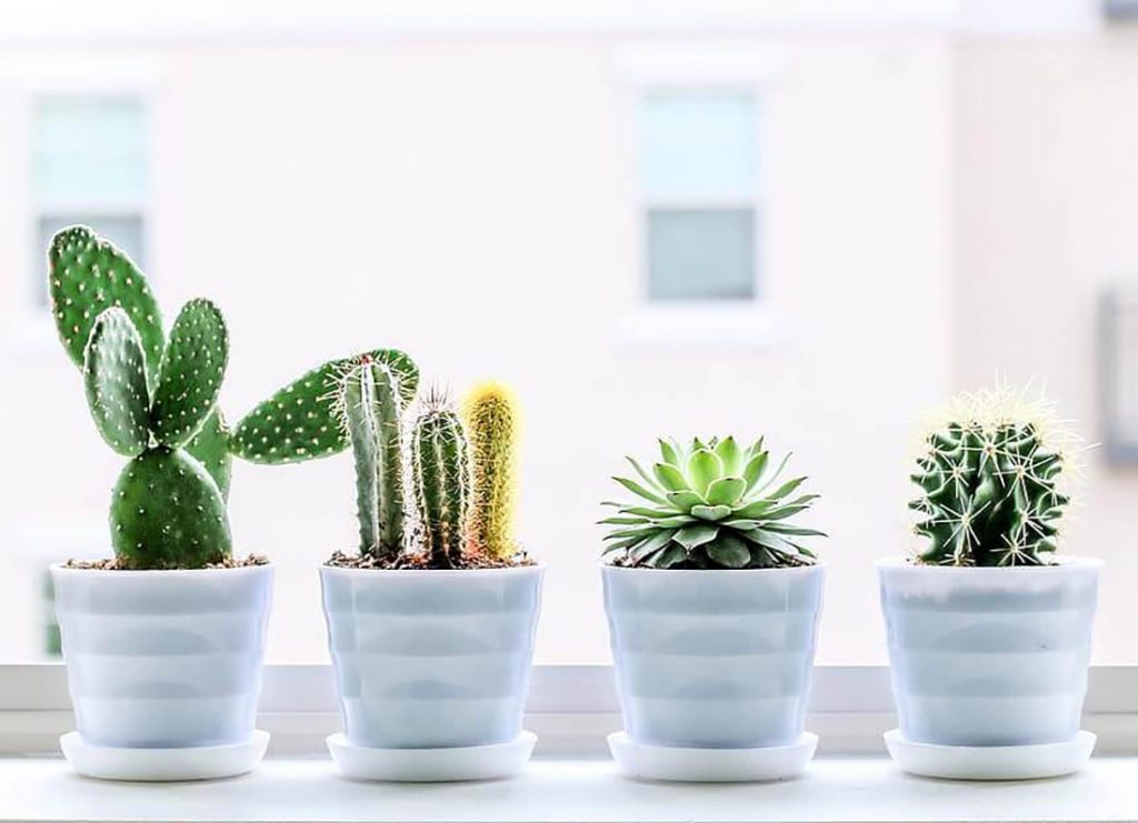cacti and succulents growing indoors on window sill