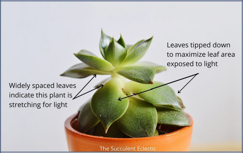 diagram succulent stretching for more light with leaves turned down