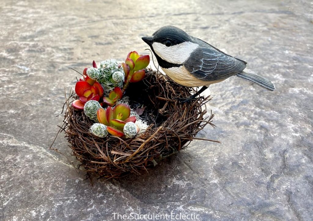 DIY succulent bird's nest with wooden chickadee