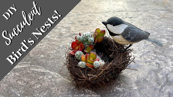 DIY Succulent Bird's nest