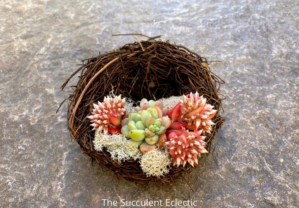 DIY succulent bird's nest with sedum nussbaumerianum and sedum clavatum