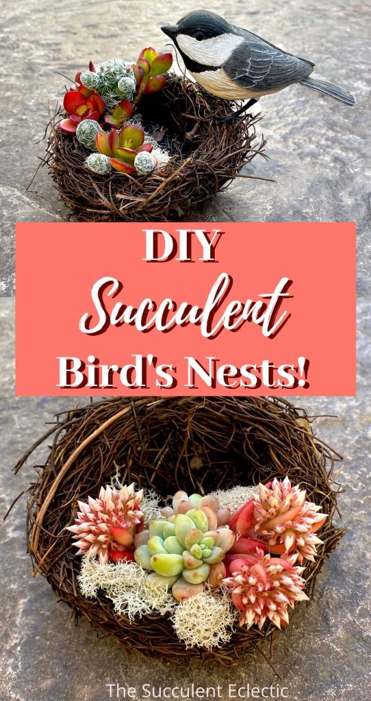 DIY succulent bird's nest