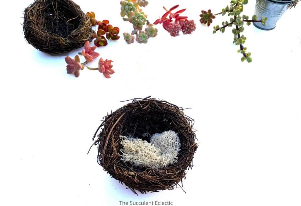 DIY succulent bird's nest add reindeer moss