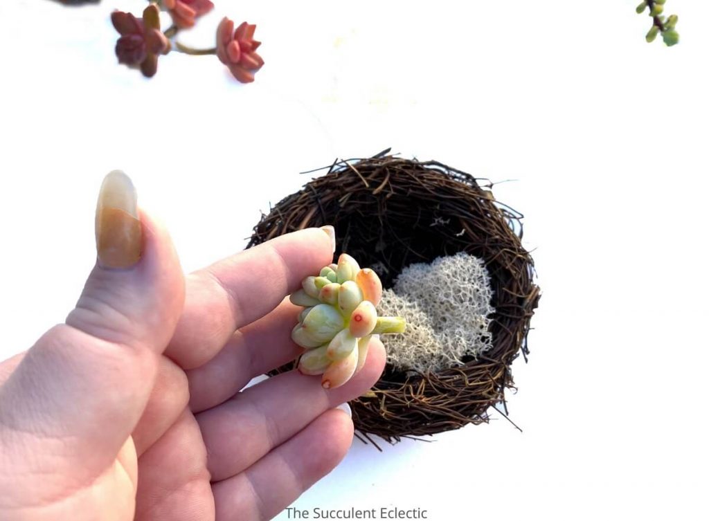 DIY succulent bird's nest adding sedum clavatum cutting