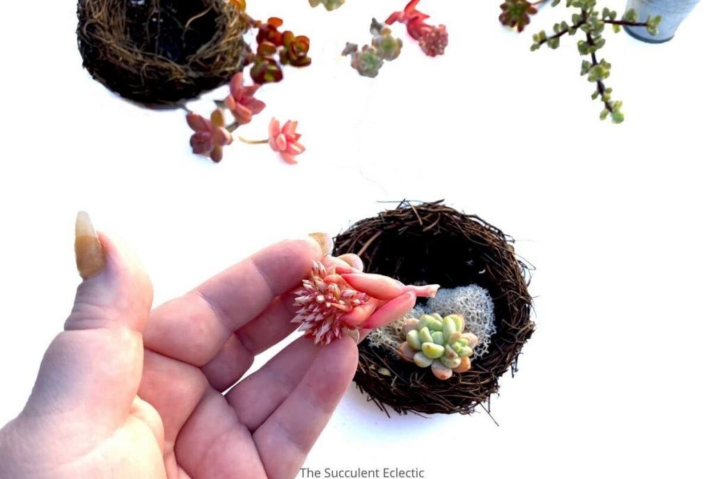 DIY succulent bird's nest adding cutting