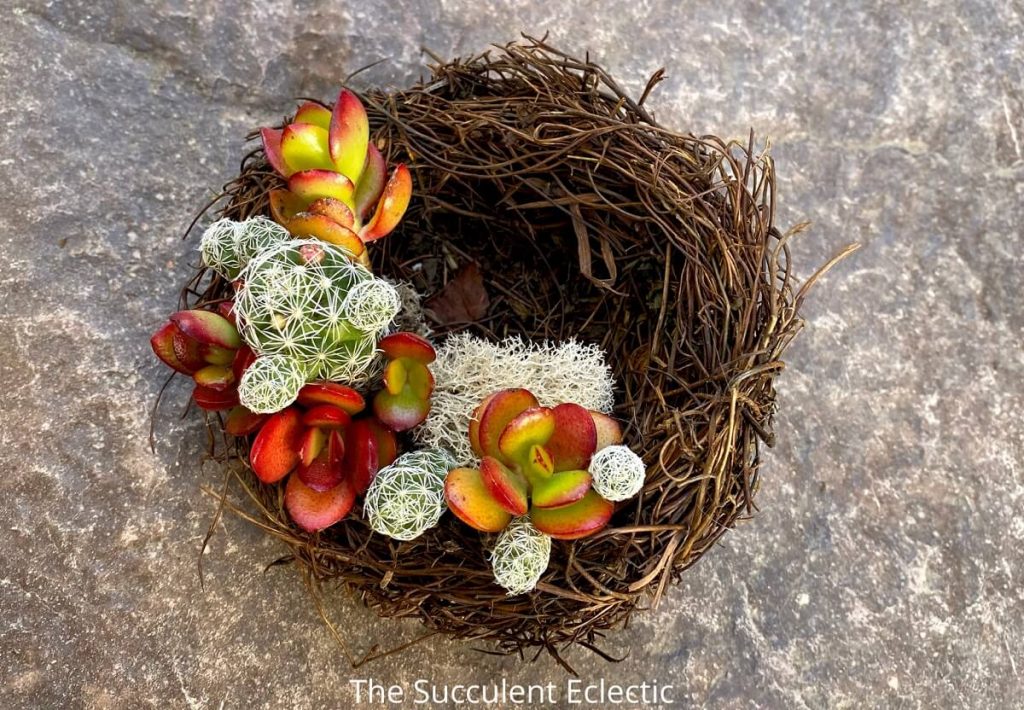 DIY succulent bird's nest made with crassula ovata and thimble cactus