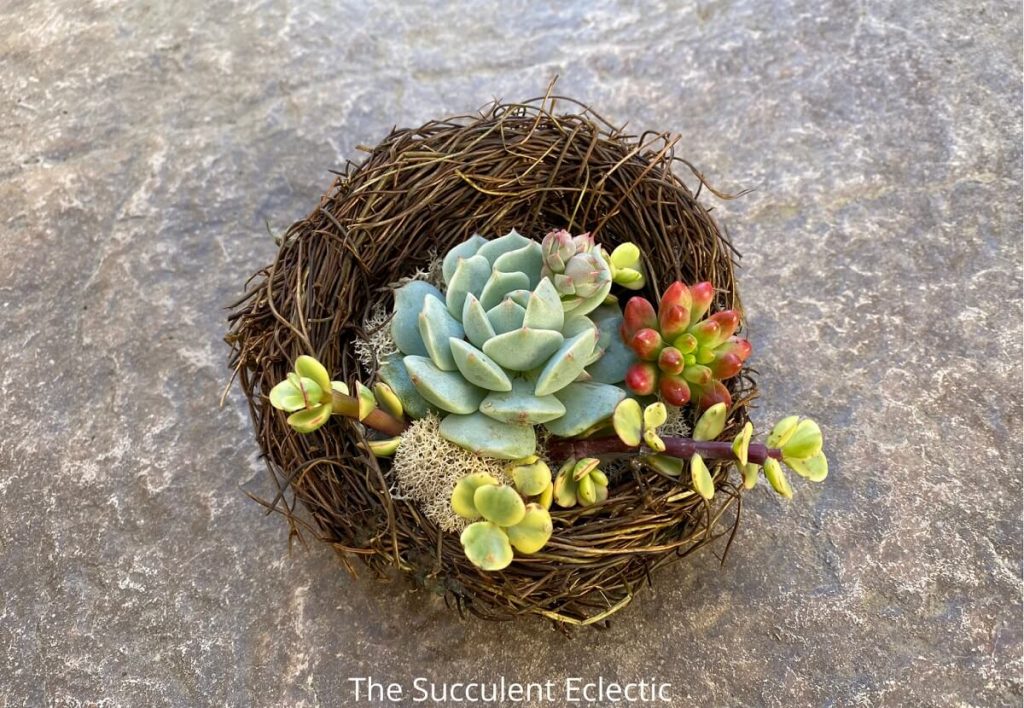 DIY succulent bird's nest with Echeveria, sedum rubrotinctum and portulacaria afra variegata