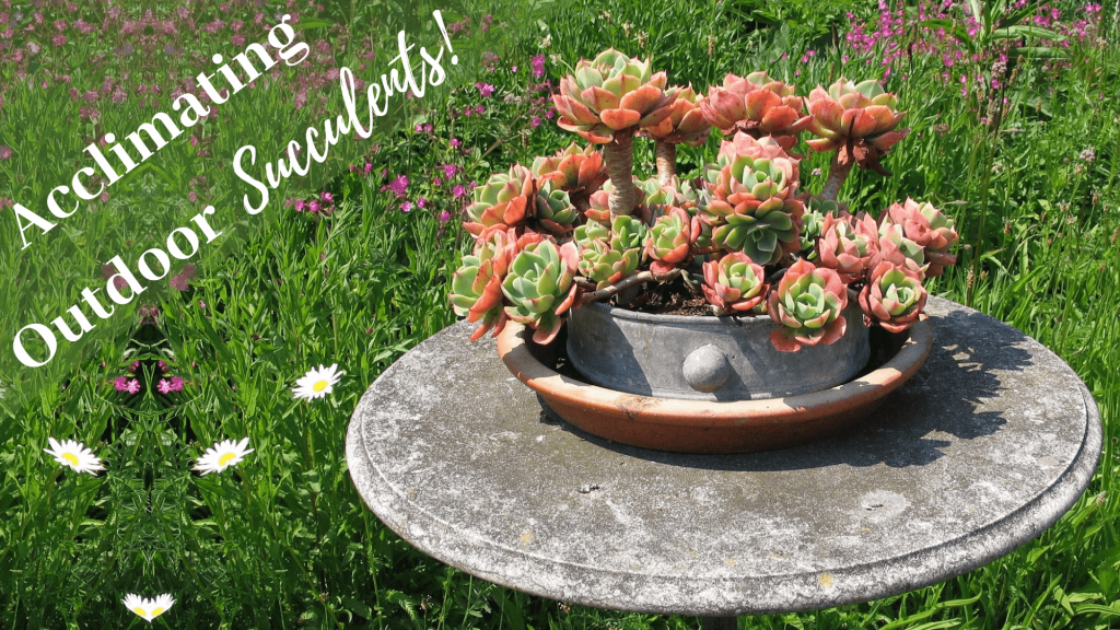 acclimating outdoor succulents