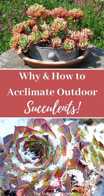 acclimating outdoor succulents