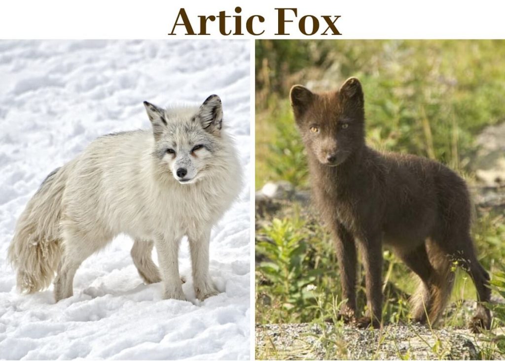 arctic fox in winter and summer