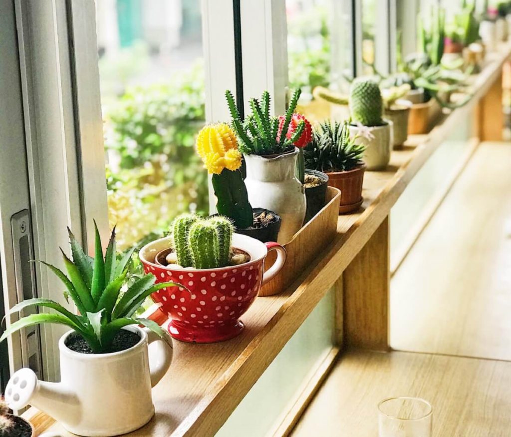 indoor succulents in a big window