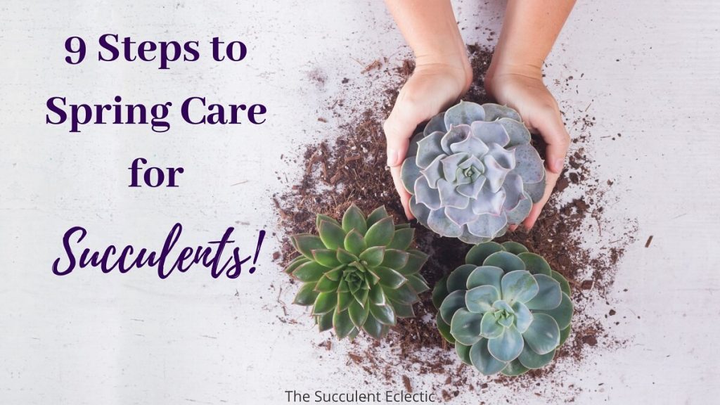 9 Steps to Spring Care for succulents