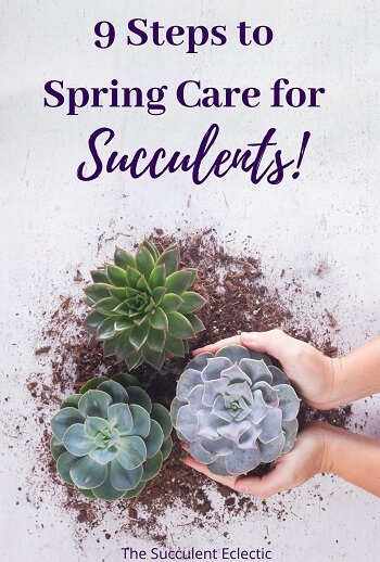 9 steps to spring care for succulents