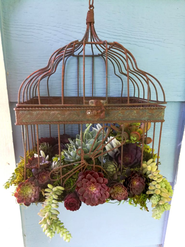 upcycled birdcage becomes a succulent planter